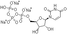 Uridine-5'-triphosphate Trisodium Salt/19817-92-6/灏胯-5'-涓纾烽镐
